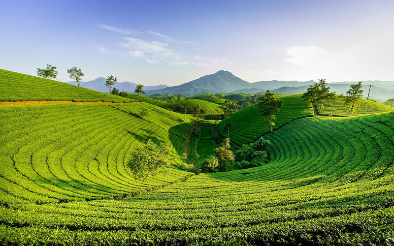 Vietnam OP Tee: Ein Meisterwerk der vietnamesischen Teekunst im malerischen Teegarten.