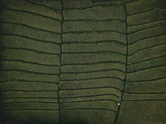 Die wunderbare Welt des Tees: Mehr als nur ein Getränk - Ansichten von Teeplantagen in ruhiger Natur.