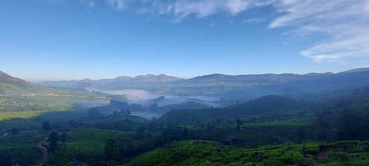 Die faszinierende Welt des Tees: Von den Ursprüngen bis zu den modernen Trends, Teeplantage in mistiger Landschaft.